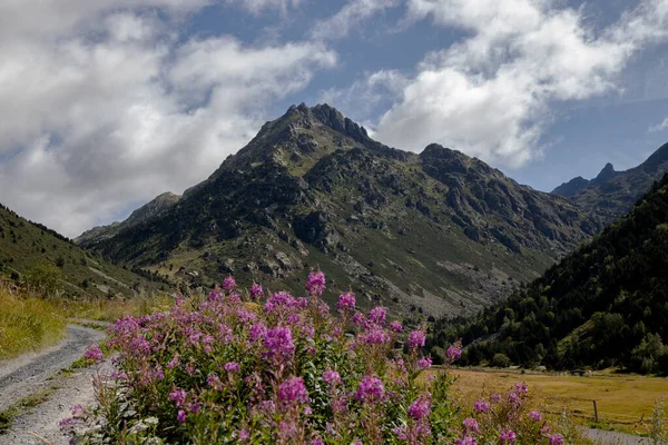 Hermoso Paisaje Que Muestra Algunas Flores Primer Plano Una Montaña — Foto de Stock