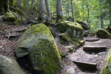 Katalonya 'daki Aran Vadisi' nde kayaları ve ağaçları gösteren manzara