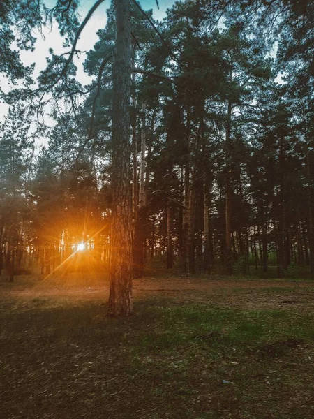 松林中的宁静落日 明亮而柔和的阳光照射在树枝上 — 图库照片
