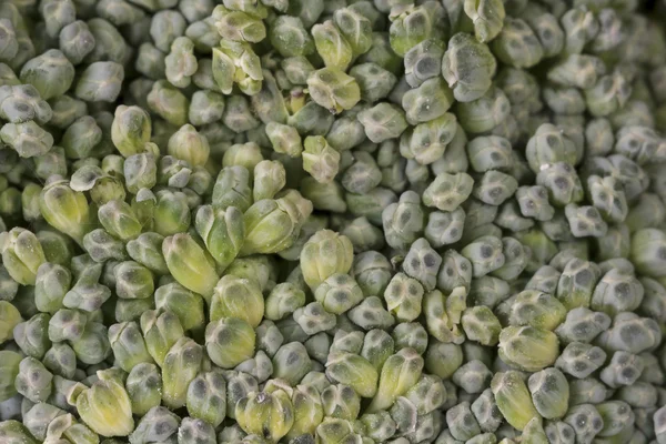 Close-up de um brócolis — Fotografia de Stock