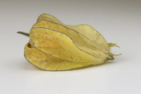 Una fruta de Physalis contra un fondo brillante — Foto de Stock