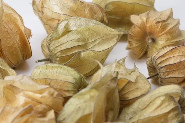 Több Physalis gyümölcsök fehér háttér — Stock Fotó