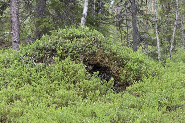 Bear's den — Stock Photo, Image