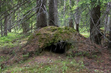 Bear den