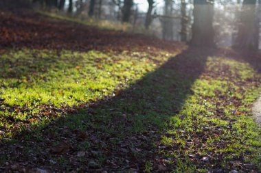 Sonbahar ağaç gölgesinde