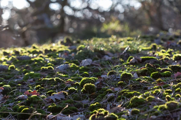 秋に緑のコケ — ストック写真