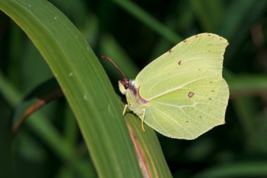 Ortak Brimstone kelebek
