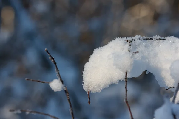 Nieve en una rama de árbol —  Fotos de Stock