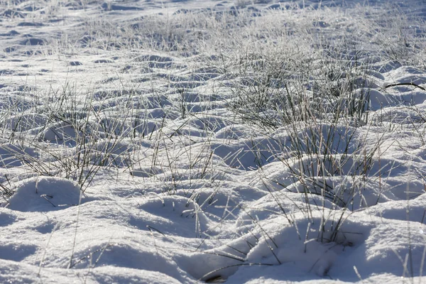 Gras bedekt met sneeuw — Stockfoto
