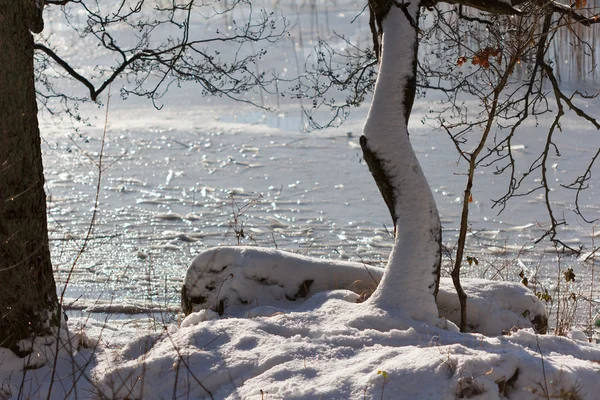 Árvore com neve em frente ao lago — Fotografia de Stock