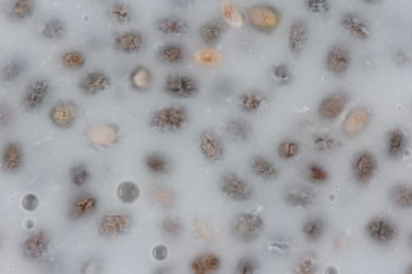 Chia tohum puding portre