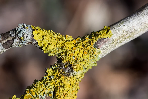 Yellow lichen growing on a tree branch — Stock Photo, Image