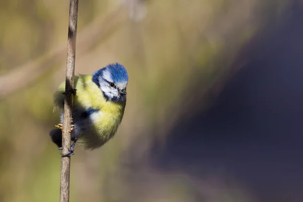 Eurasische Blaumeise sitzt auf einem Ast — Stockfoto