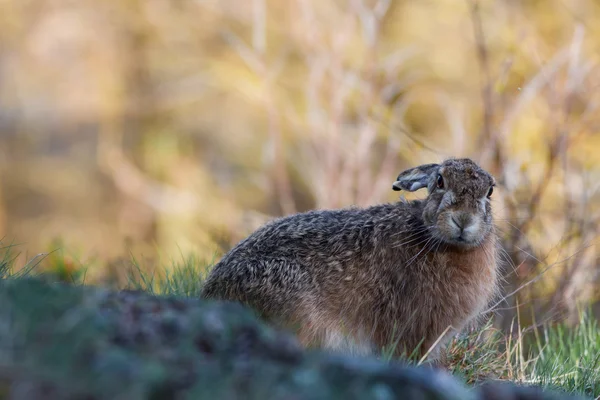 黄色の背景を持つプロファイルのヨーロッパのノウサギ — ストック写真