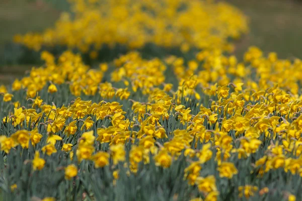 Campo de narcisos selvagens com um fundo embaçado — Fotografia de Stock