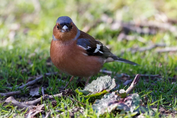 Common chaffinch standing in green grass — Stock Photo, Image