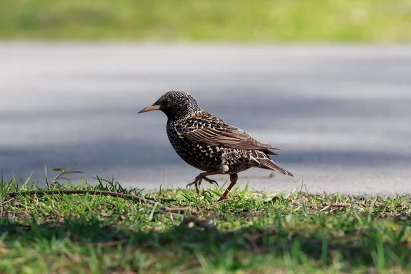 Estornino común caminando en el suelo — Foto de Stock