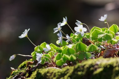 Ahşap kuzukulağı veya ortak ahşap kuzukulağı ile arka plan bulanık