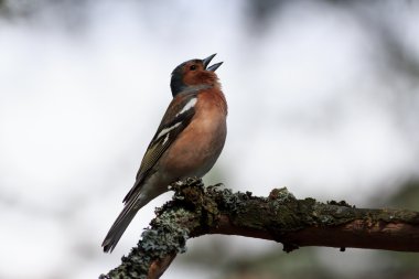 Bir dalda asılı Avrasya Mavi baştankara