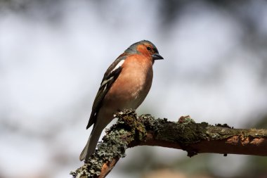 Bir dalda asılı Avrasya Mavi baştankara