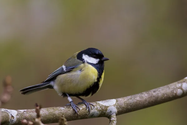 Μεγάλη tit (parus μεγάλες) κάθεται σε ένα υποκατάστημα — Φωτογραφία Αρχείου