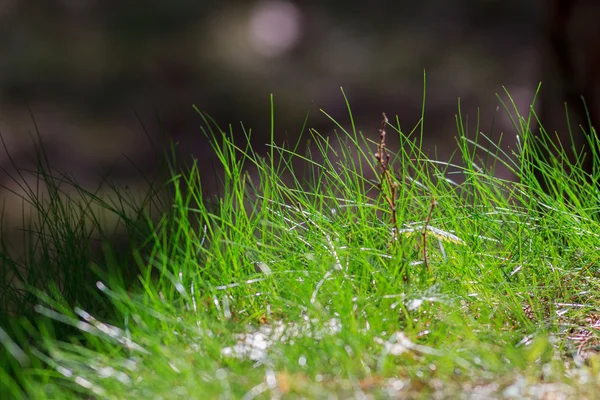 緑の暗い背景を持つ草 — ストック写真