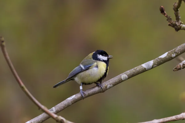 Μεγάλη tit (parus μεγάλες) κάθεται σε ένα υποκατάστημα — Φωτογραφία Αρχείου