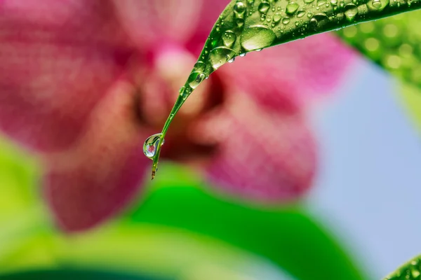 Gota de agua sobre una hoja con un fondo borroso — Foto de Stock