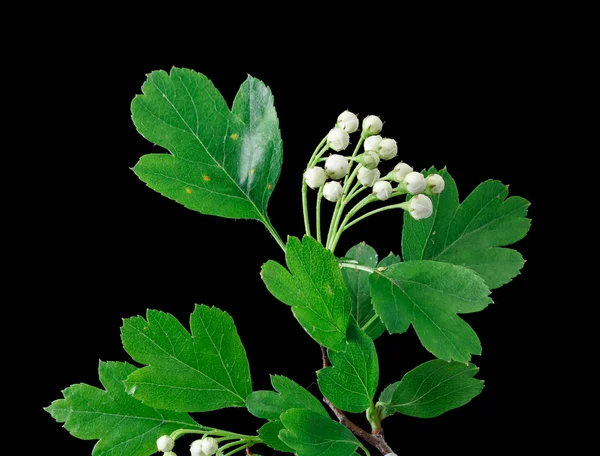 Close up of a branch of Crataegus with buds — Stock Photo, Image