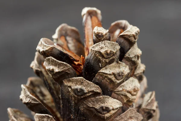 Kegel van een schotten pine tegen een grijze achtergrond — Stockfoto