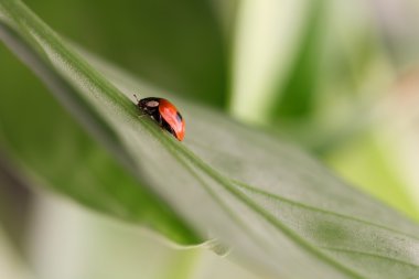 İki noktalı bir yaprak üzerinde oturan uğur böceği