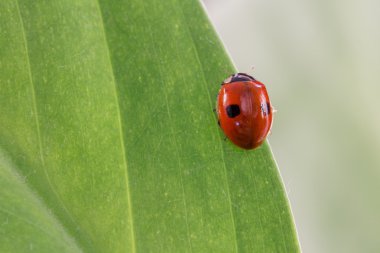 İki noktalı bir yaprak üzerinde oturan uğur böceği