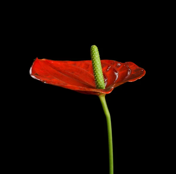 Anthurium rojo, también conocido como flor de sastre, flor de flamenco y laceleaf — Foto de Stock