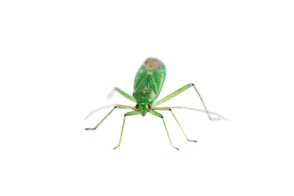 Зеленая муха изолированы на белом фоне — стоковое фото
