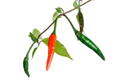 yeşil ve kırmızı biber