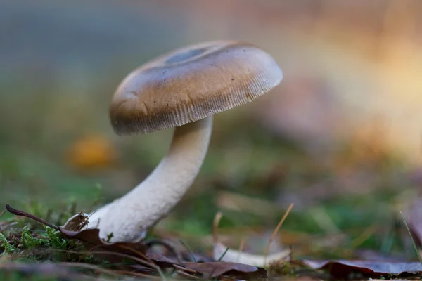 Small brown mushroom in the woods — Stock Photo, Image