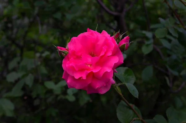 Yaprakların Koyu Yeşil Arka Planında Narin Pembe Renkli Gül Çiçeği — Stok fotoğraf