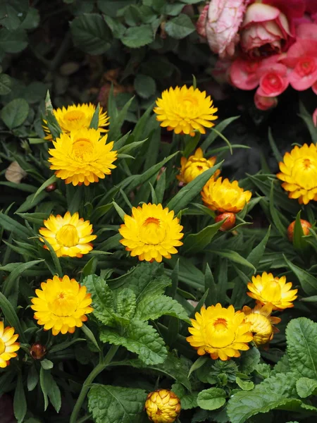 Flor Amarela Helichrysum Jardim — Fotografia de Stock