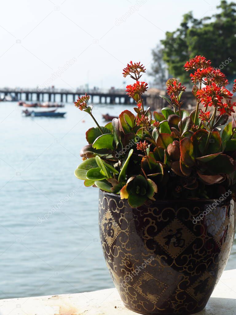 red flower pot on the window facing the sea bay