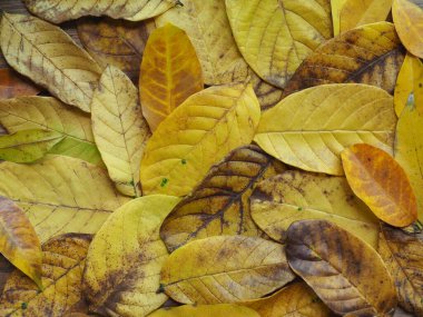 sarı sonbahar yaprakları arka plan