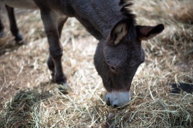 Sıcak bir yaz öğleden sonrasında ahırda saman toplayan eşek.