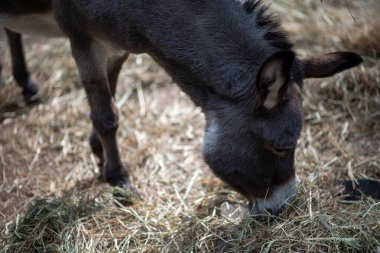 Ahırda yemek yerken eşek.