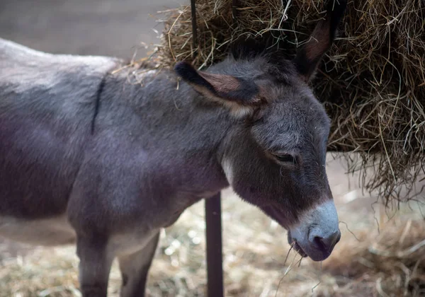 Ahırda yemek yerken eşek.