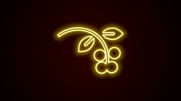 Linha de néon brilhante Feijão de café, ramo com folha e ícone de baga isolado no fundo preto. Planta com folha, baga, fruta, semente. Animação gráfica em movimento de vídeo 4K — Vídeo de Stock