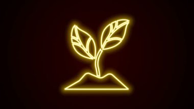 Parlayan neon hattı bitki simgesi siyah arkaplanda izole edildi. Tohum ve tohum. İşaret bırakıyor. Yaprak doğası. 4K Video hareketli grafik canlandırması