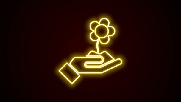 Gloeiende neon lijn Hand houden bloem pictogram geïsoleerd op zwarte achtergrond. Zaad en zaailing. Het planten van jonge boompjes. Ecologisch concept. 4K Video motion grafische animatie — Stockvideo