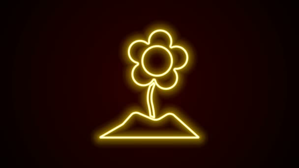 Glödande neon linje Blomma ikonen isolerad på svart bakgrund. 4K Video motion grafisk animation — Stockvideo