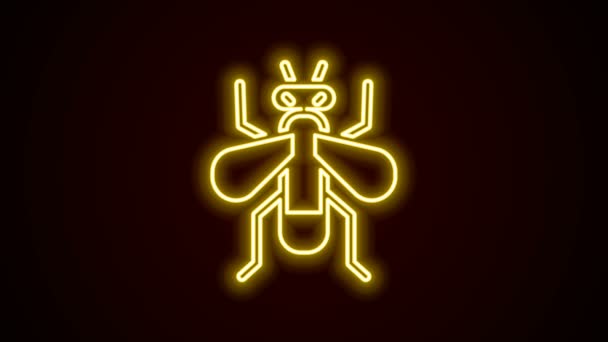 发光的霓虹灯线昆虫飞行图标孤立在黑色背景.4K视频运动图形动画 — 图库视频影像