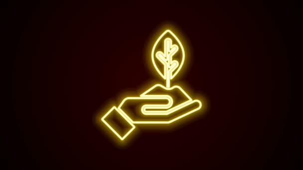 Linha de néon brilhante Planta na mão do ícone de proteção ambiental isolado no fundo preto. Sementes e plântulas. A plantar rebentos. Conceito de ecologia. Animação gráfica em movimento de vídeo 4K — Vídeo de Stock