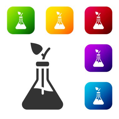 Siyah Bitki üreme ikonu beyaz arka planda izole edildi. Test tüplerinde büyüyen bitkiler. Organik gıda, tarım ve hidrofonik. Renkli kare düğmelerle simgeleri ayarla. Vektör.